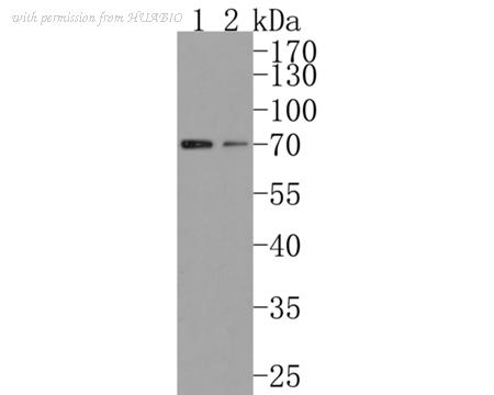 HUABIO HA500494 image 1