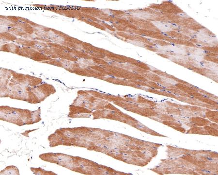 HUABIO HA500494 image 2