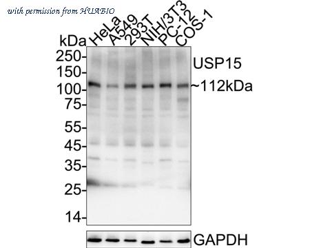 HUABIO HA500497 image 1
