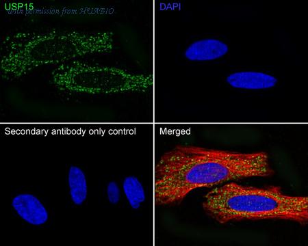 HUABIO HA500497 image 2