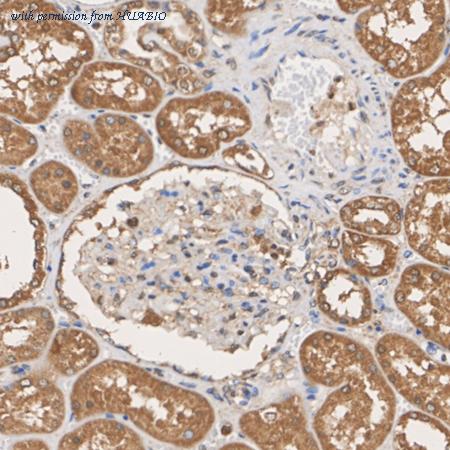 HUABIO HA500497 image 3