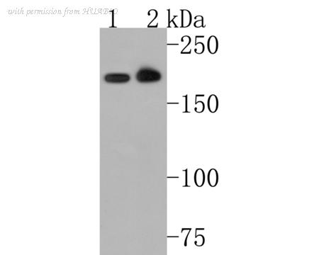 HUABIO HA500499 image 1