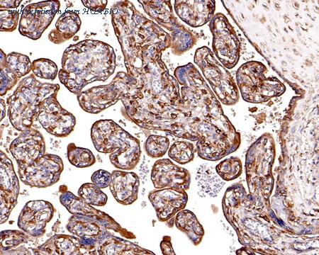 HUABIO HA500499 image 2