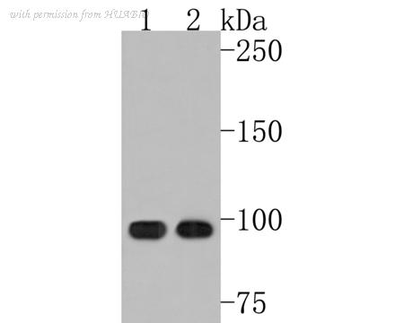 HUABIO HA500500 image 1