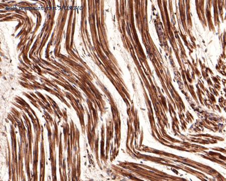 HUABIO HA500506 image 2