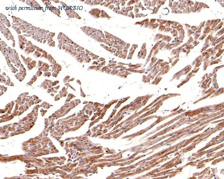 HUABIO HA500506 image 3