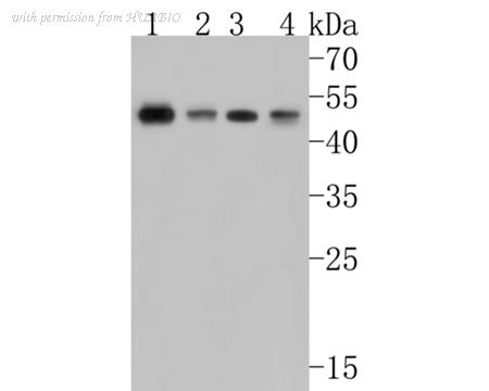 HUABIO HA500507 image 1