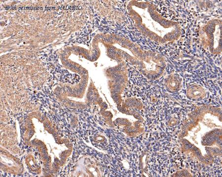 HUABIO HA500507 image 2