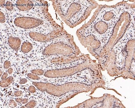 HUABIO HA500515 image 3