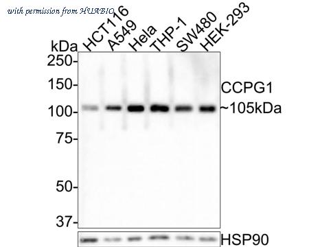 HUABIO HA500520 image 1