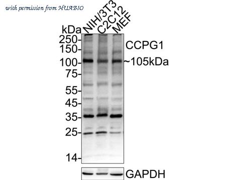 HUABIO HA500520 image 2
