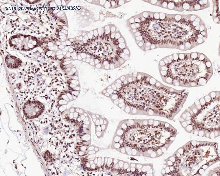 HUABIO HA500524 image 2