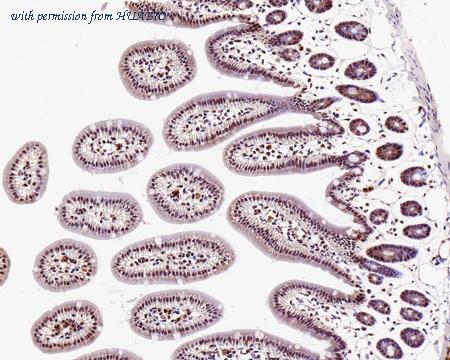 HUABIO HA500524 image 3