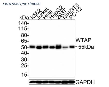 HUABIO HA500525 image 1