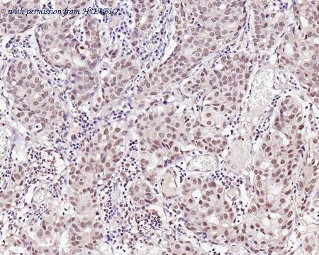 HUABIO HA500525 image 2