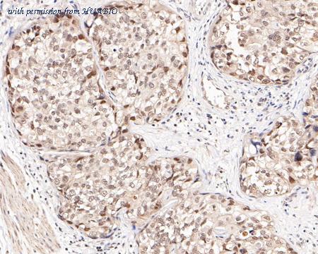 HUABIO HA500527 image 2