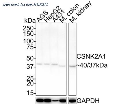 HUABIO HA500528 image 1