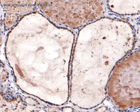 HUABIO HA500528 image 2