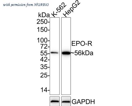 HUABIO HA500529 image 1