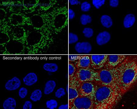 HUABIO HA500530 image 2