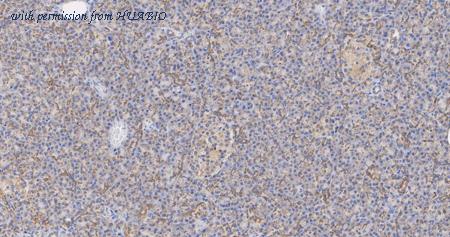 HUABIO HA500530 image 3