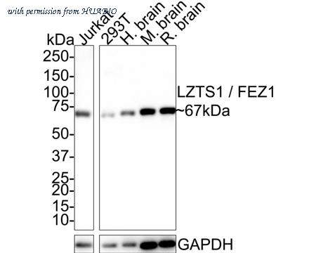 HUABIO HA500531 image 1