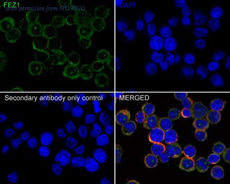 HUABIO HA500531 image 2