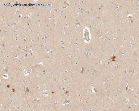 HUABIO HA500531 image 3