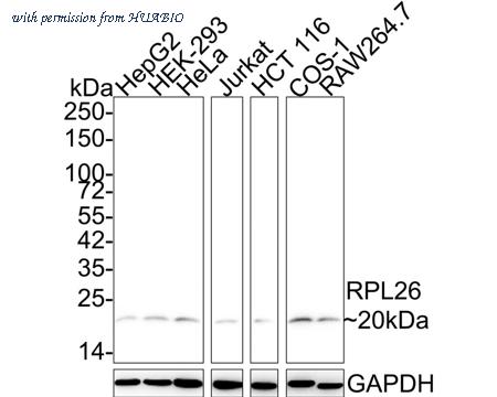 HUABIO HA500532 image 1