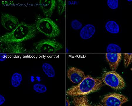 HUABIO HA500532 image 2