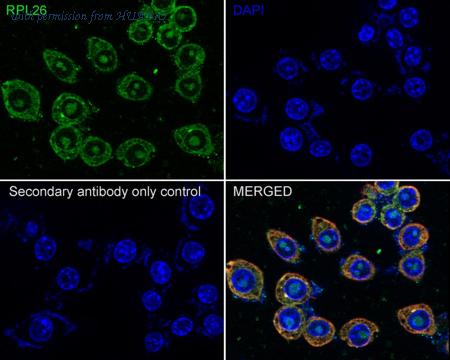 HUABIO HA500532 image 3