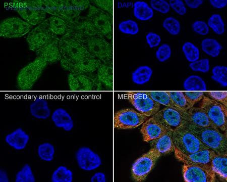 HUABIO HA500533 image 2