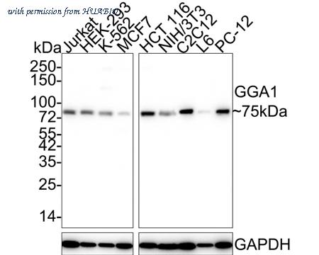 HUABIO HA500534 image 1