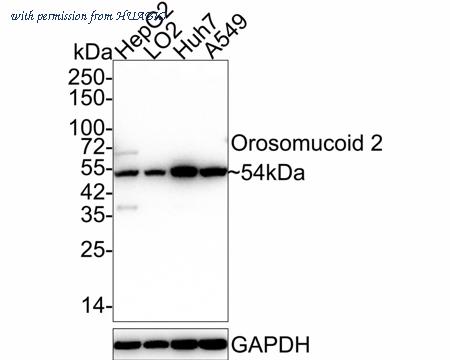 HUABIO HA500537 image 1
