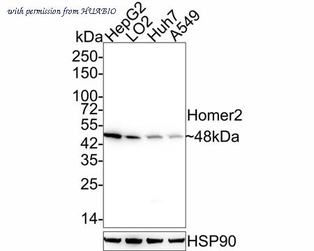 HUABIO HA500538 image 1