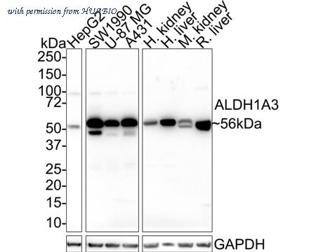 HUABIO HA500541 image 1