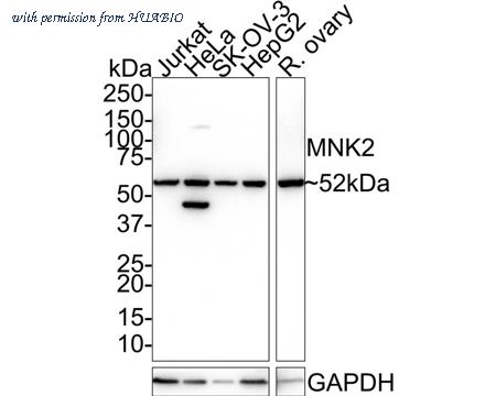 HUABIO HA500543 image 1