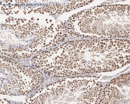 HUABIO HA500543 image 2