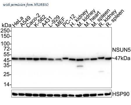 HUABIO HA500544 image 1