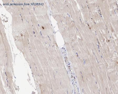 HUABIO HA500544 image 2