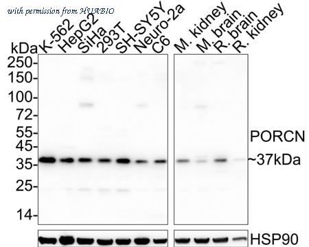 HUABIO HA500546 image 1