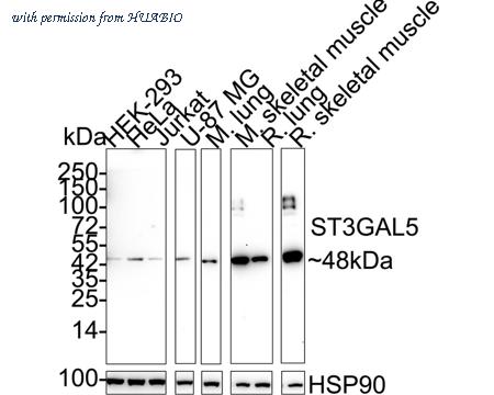 HUABIO HA500547 image 1