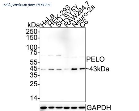 HUABIO HA500548 image 1