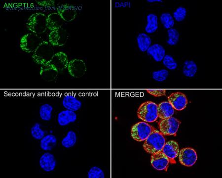 HUABIO HA500551 image 2