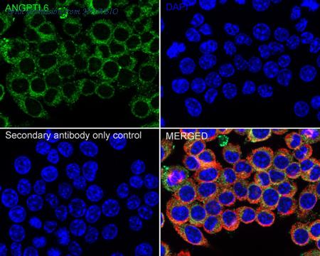 HUABIO HA500551 image 3