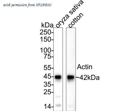 HUABIO HA500552 image 1