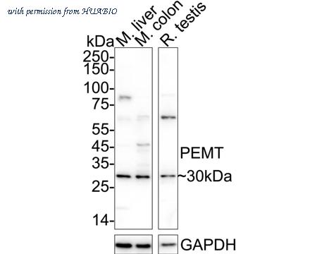 HUABIO HA500557 image 1