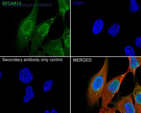 HUABIO HA500558 image 2