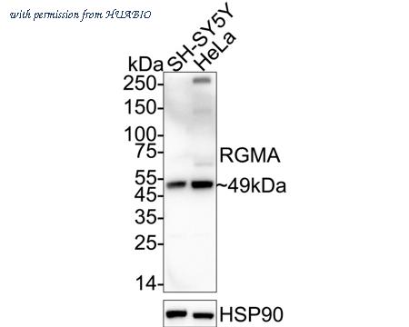 HUABIO HA500559 image 1