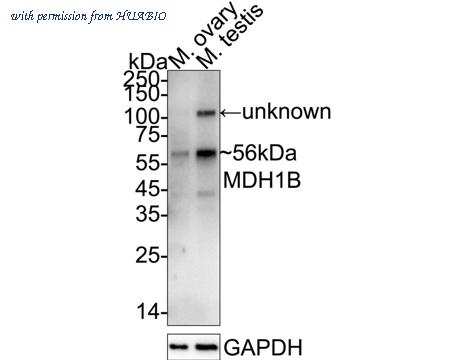 HUABIO HA500561 image 1